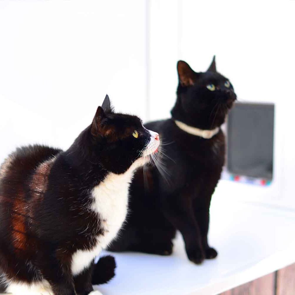 glebehousecats1